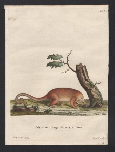 Silky anteater nain fourmilier - anteater,