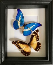 Splendide Couple Morpho