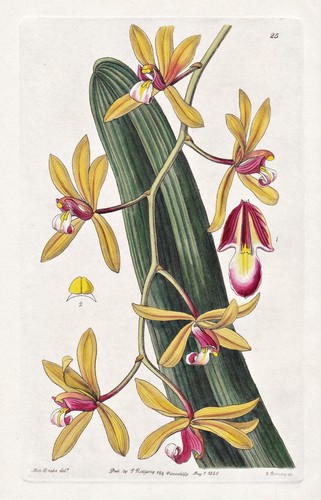 Cymbidium pendulum népal - cymbidium,