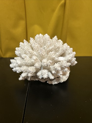 Corail blanc acropora - corail,