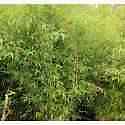 Fargesia nitida winterjoy - fargesia,