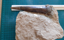 Belemnite 18cm OTTANGE France