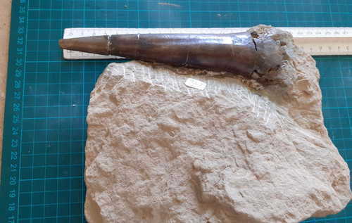 Belemnite 18cm ottange - ottange, france