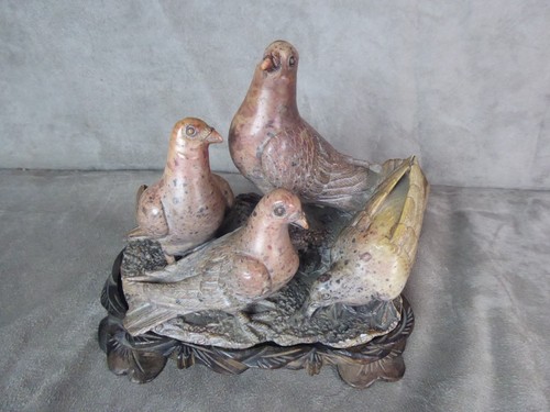 Les pigeons pierre dure - pigeons.,