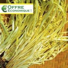 200 Graines CHICORÉE SAUVAGE