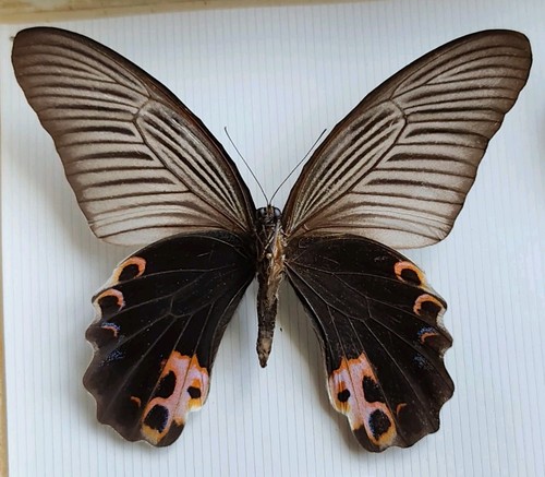Papilio protenor female - protenor,