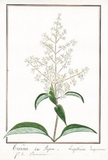 Ligustrum Japonicum Troène