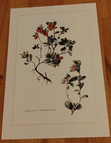 Botanique airelle planche - airelle,