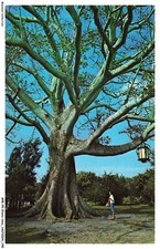 APBP5-0364-ETATS-UNIS - CLEARWATER - FLA - the famous kapok tree