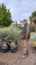Promo magnifique yucca - promo,