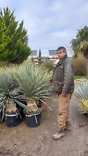 PROMO : tres beau yucca
