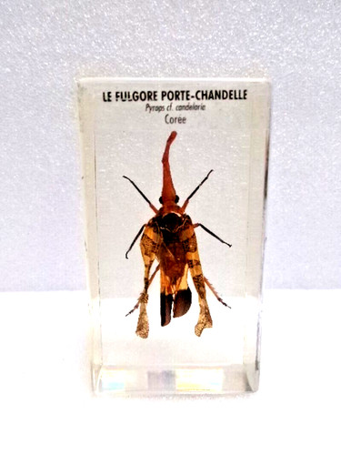 Insecte inclusion le - en, (le