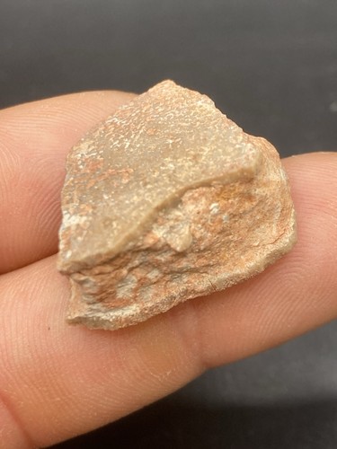 3 1 cm nice titanosaur - 3,1,