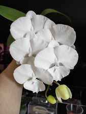 Phalaenopsis big  lip 'Charming Crystal Water ".