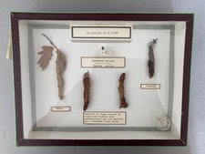 DIORAMA ENTOMOLOGIE /