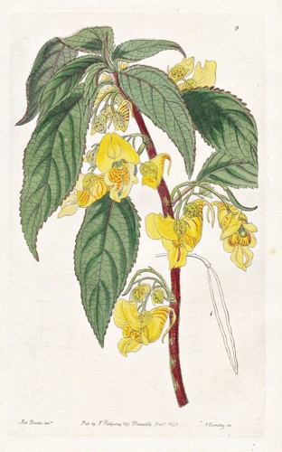 Impatiens tricornis inde - impatiens,