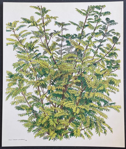 Botanique pterocarya - botanique,