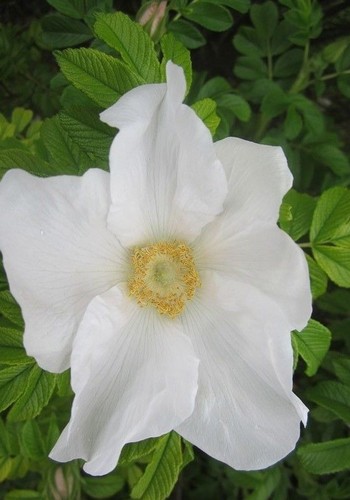 Rosier rugueux blanc - ♫,