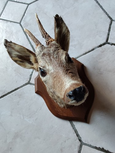Tête chevreuil - tête, de