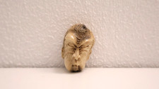 Ancien Netsuke en bois de cerf tête grotesque Japon Meiji XIXe siècle
