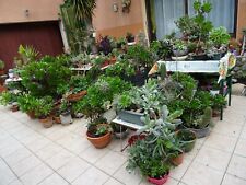 35= lot BOUTURES plantes façiles EXTéRIEUR mur, toit végétal  terrasse etc.patio