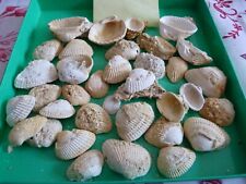 lot FOSSILES  ARCA TURONICA