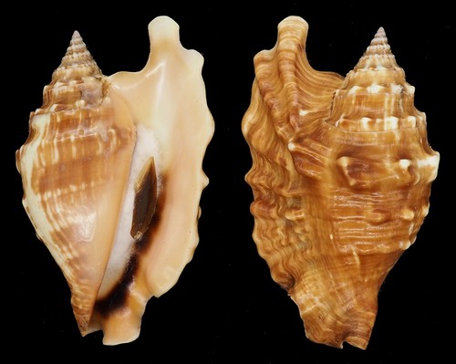Coquillage collection - coquillage,