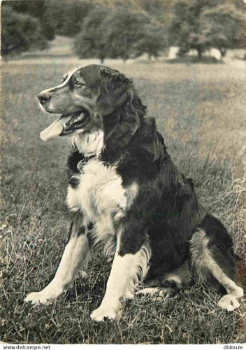 Carte postale animaux - animaux,