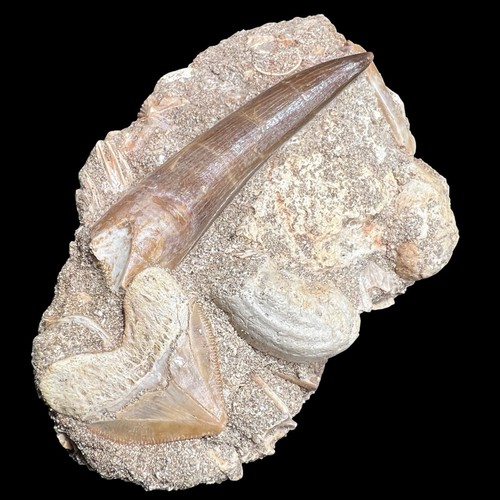 Dent plésiosaure de - plésiosaure,