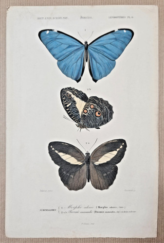 Gravure coloriée insectes - coloriée,