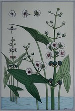 MP VERNEUIL 1896 La Plante