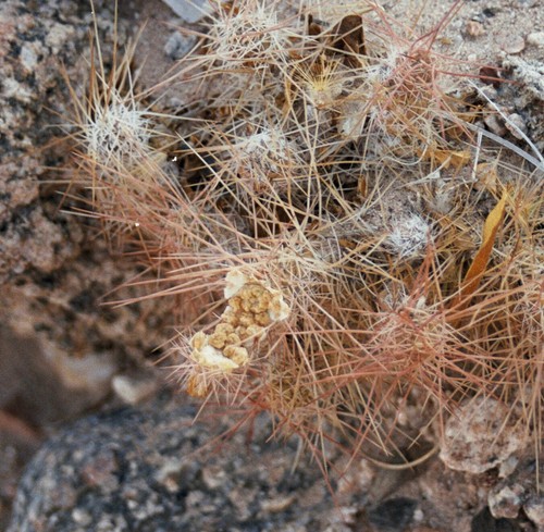 Tephrocactus weberi seeds - weberi,