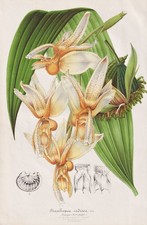 Orchidée Stanhopea Radiosa Du Mexique Botanik Stroobant Litho