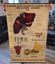 Planche anatomique n° 7 1930