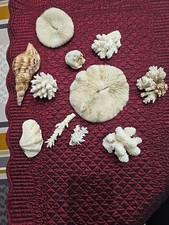 Petite Collection de Coraux Blanc