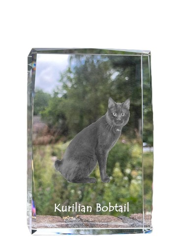 Kurilianer bobtail cristal - kurilianer,
