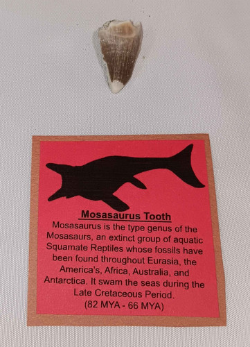 Mosasaur mosasaurus fossil - mosasaur,