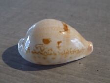 Coquillage : NEW CYPRAEA AUSTRASIATICA HIRASEI de 54.5 mm MER de CHINE