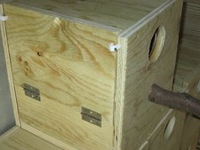 nid grande perruche,nest big