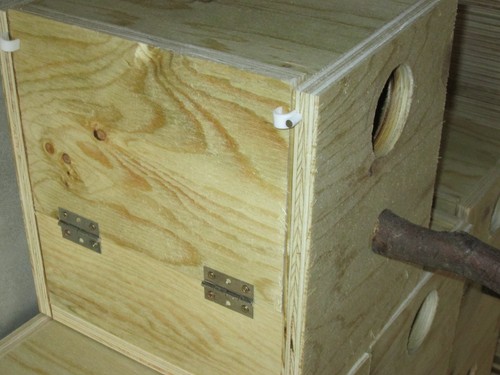 Nid grande perruche - perruche,nest, big