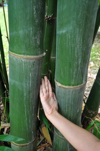 Graines dendrocalamus - graines,