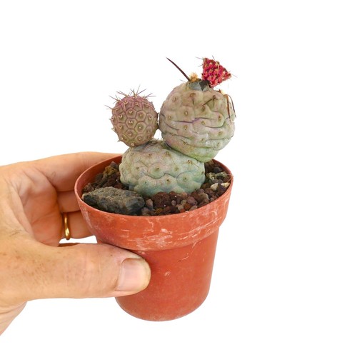 Tephrocactus geometricus brown - geometricus,