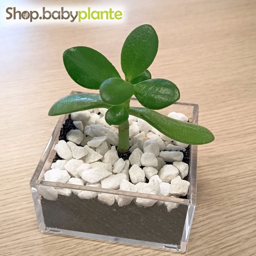 Plant crassula ovata arbre - 1,