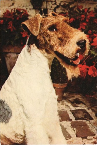 Cpa fox terrier - ak,