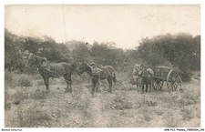 AOBP12-0808-TRANSPORT - Attelage - Chevaux