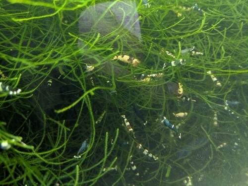 Lot crevettes caradina - crevettes:,