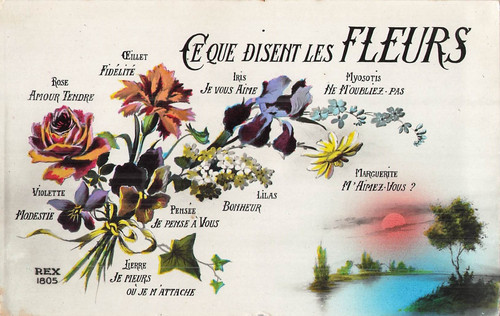 Que disent fleurs iris - ce,