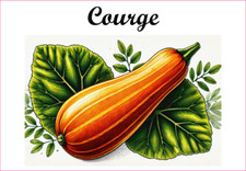 Courge 12 Etiquettes vinyle