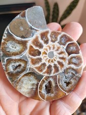 Ammonite De Madagascar - 106 gr .