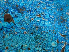 FAT LAVA, très belle coupe